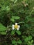 Galinsoga quadriradiataÂ is a species of flowering plant in theÂ which is known by several common names includingÂ shaggy soldier